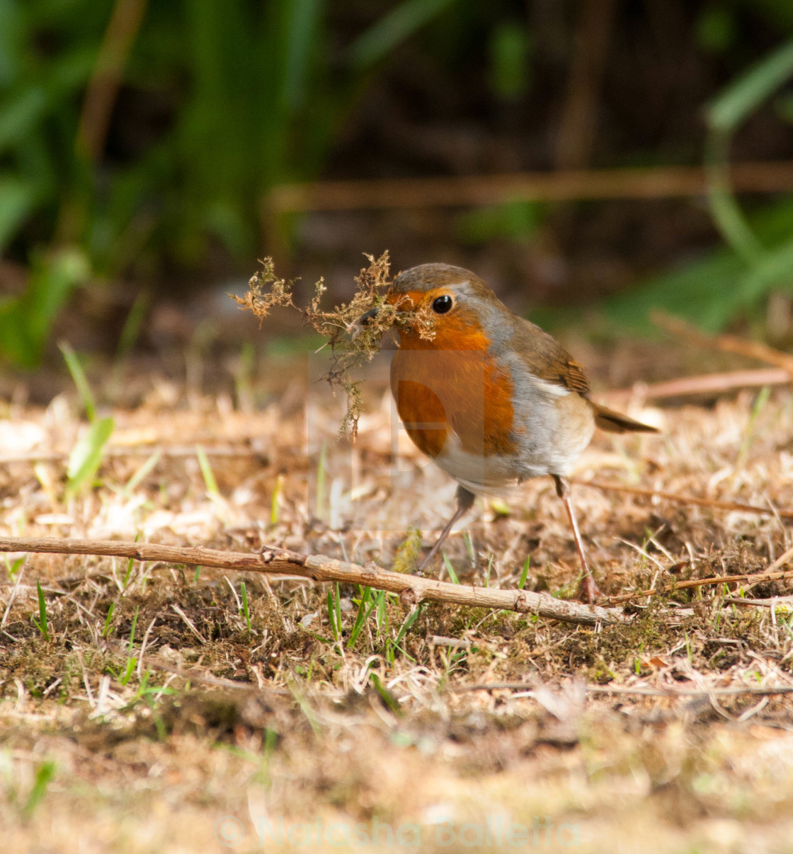 Robin Nest Building License, download or print for £33.48 Photos